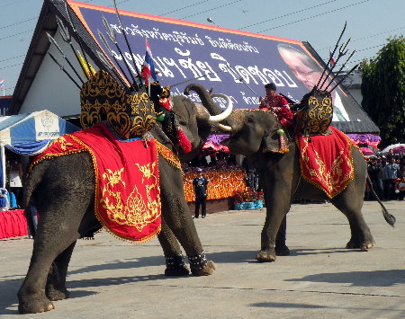 แสดงช้าง